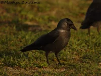 Noordse Kauw [Coloeus monedula monedula]